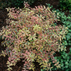 Ľubovník moserov (Hypericum moserianum) ´TRICOLOR´ - výška 30-40 cm, Ø  30-40 cm, kont. C2L 
